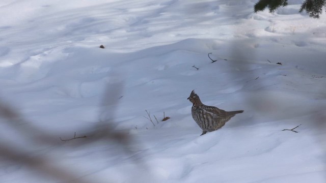 Ruffed Grouse - ML632331837
