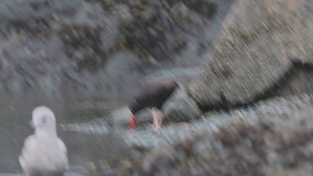 Black Oystercatcher - ML632331874