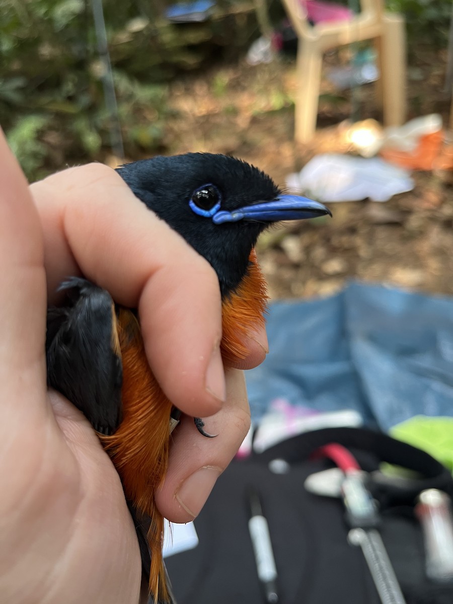 Black-headed Paradise-Flycatcher (Tricolored) - ML632332047
