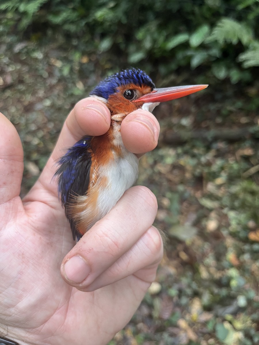 White-bellied Kingfisher - ML632332063