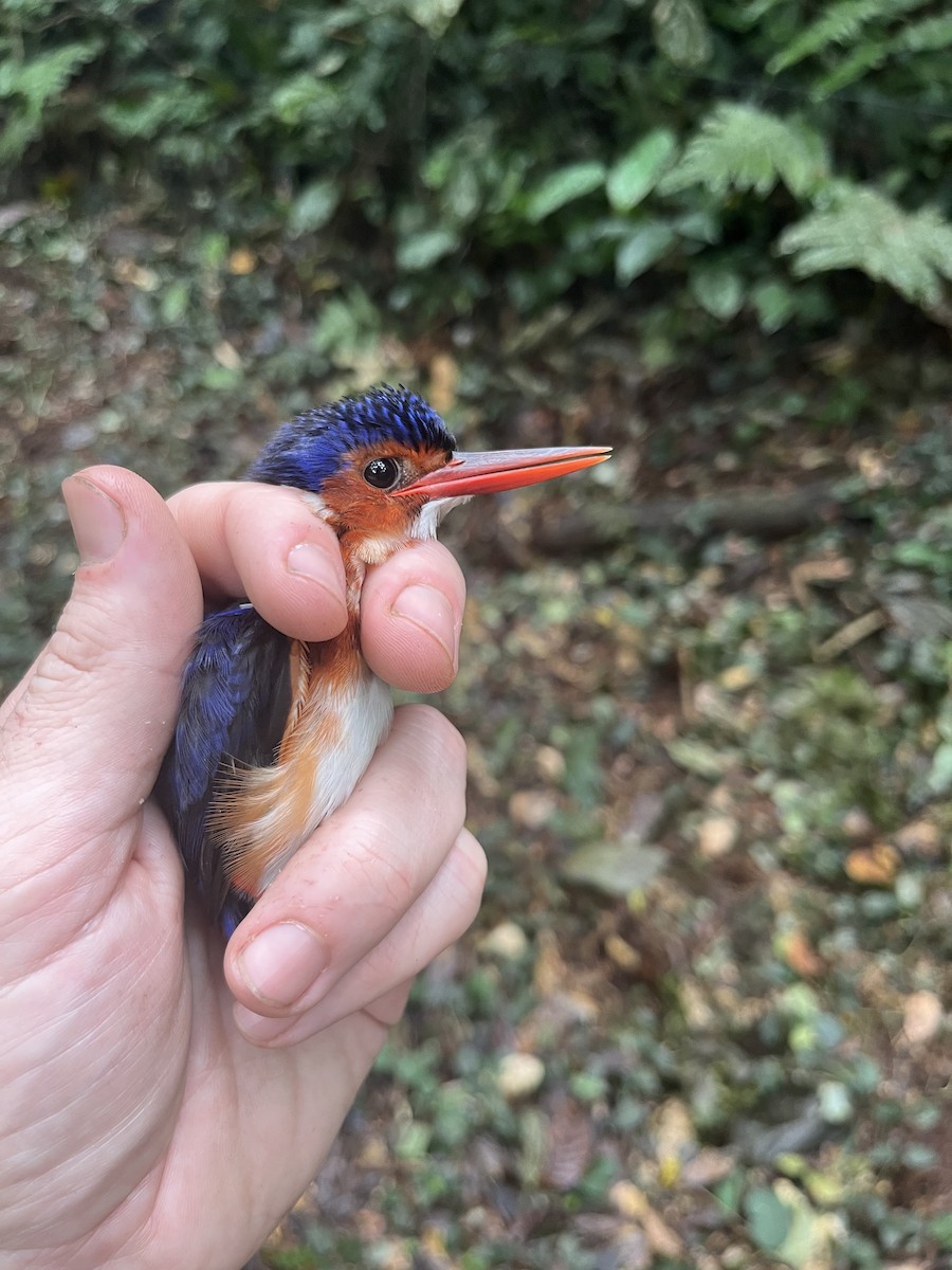 White-bellied Kingfisher - ML632332064