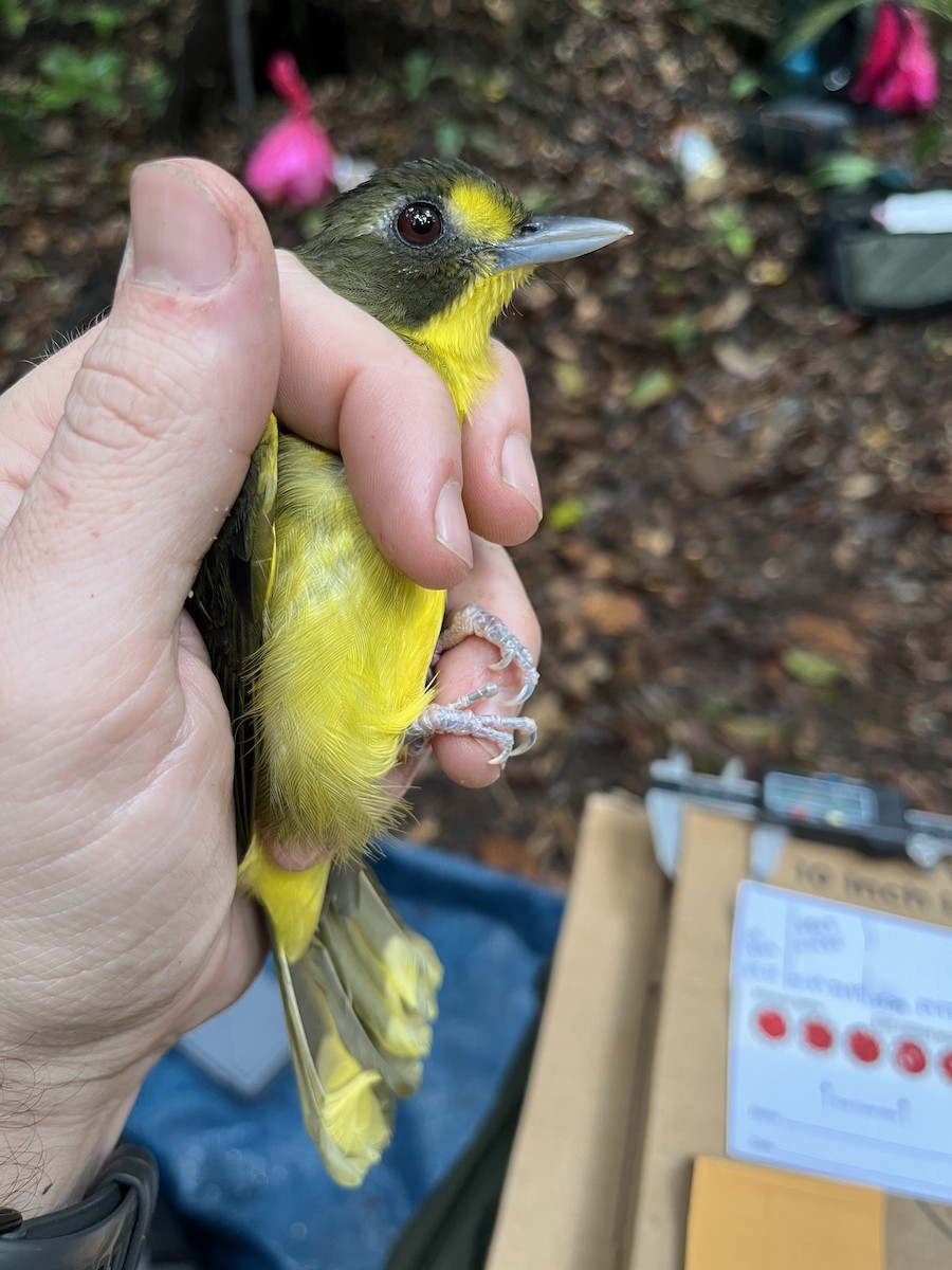 Yellow-lored Bristlebill - ML632332087