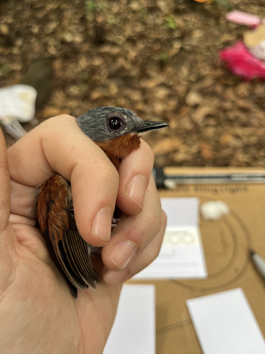 Chestnut Wattle-eye - ML632332095