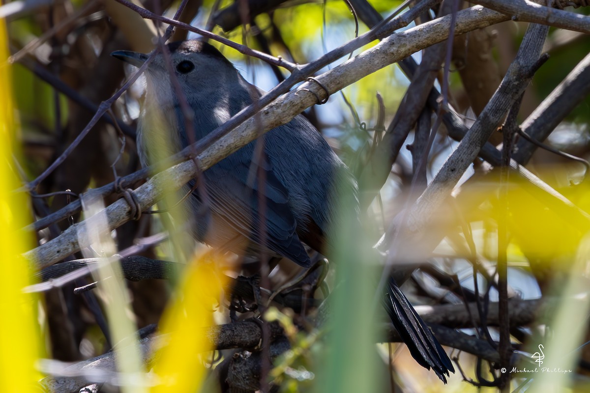 Gray Catbird - ML632332101