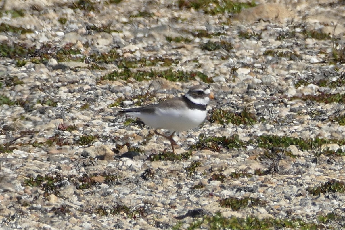 Common Ringed Plover - ML63233211