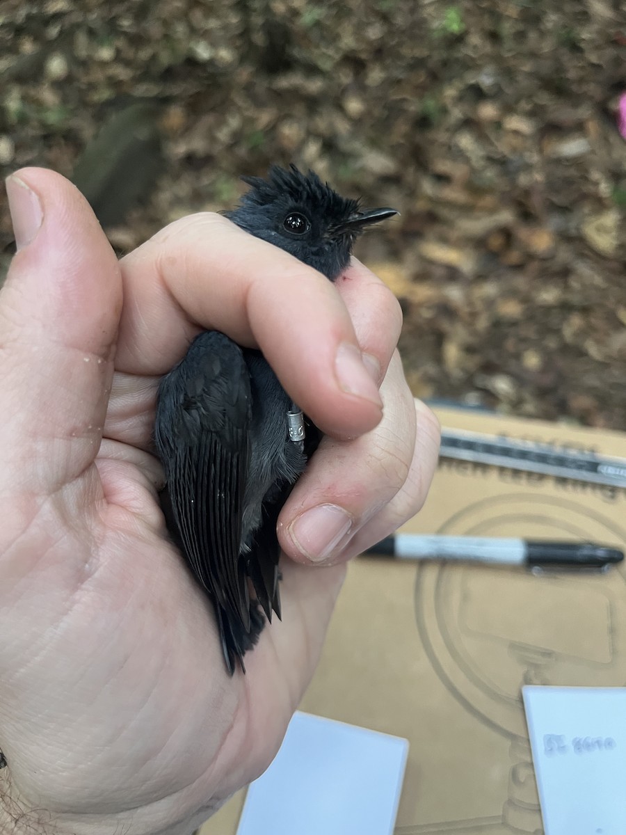 Dusky Crested Flycatcher - ML632332118