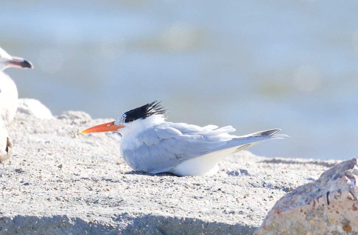 Royal Tern - ML632332164