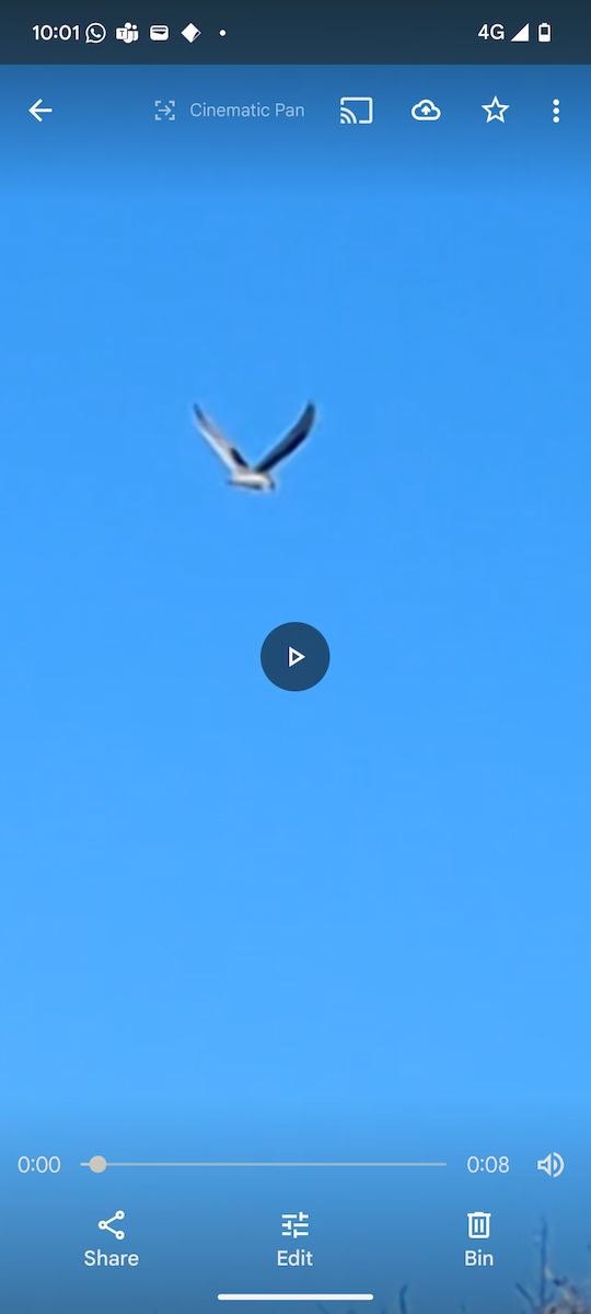 Letter-winged Kite - ML632332577
