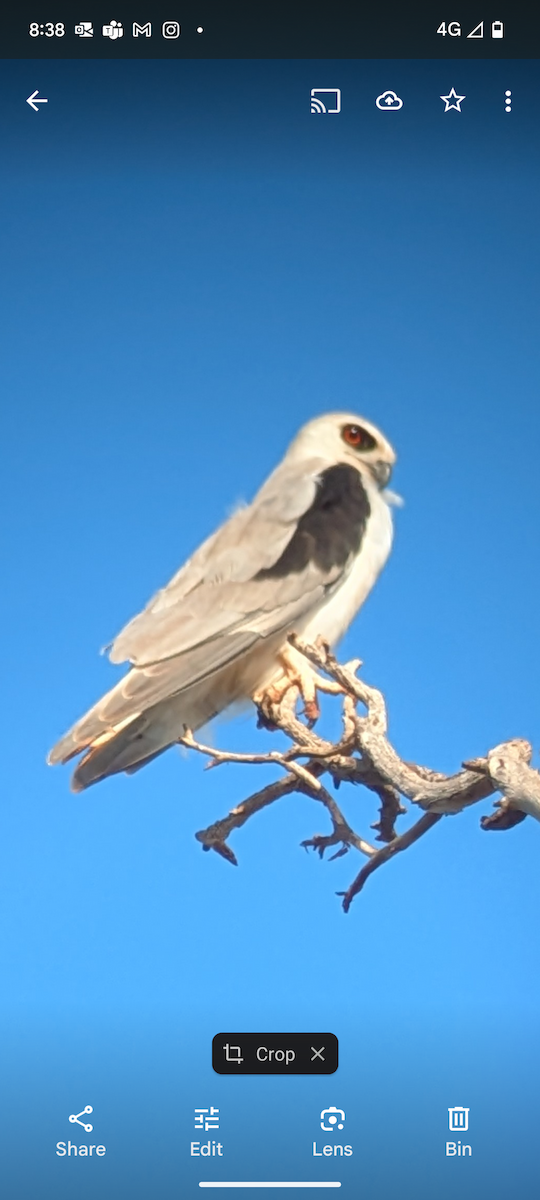 Letter-winged Kite - ML632332592