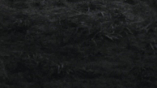 Kanadaschnepfe - ML632332758