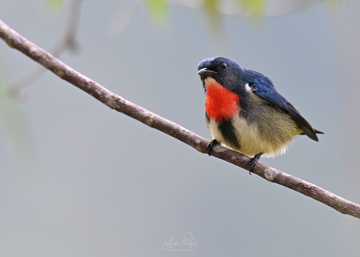 Fire-throated Flowerpecker - ML632332759