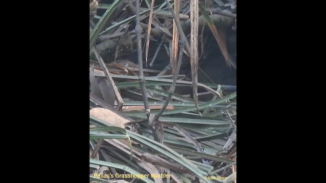 Pallas's Grasshopper Warbler - ML632332774