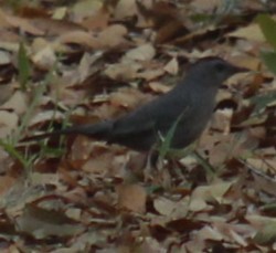 Gray Catbird - ML632332846