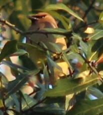 ציצנית אמריקנית - ML632332951