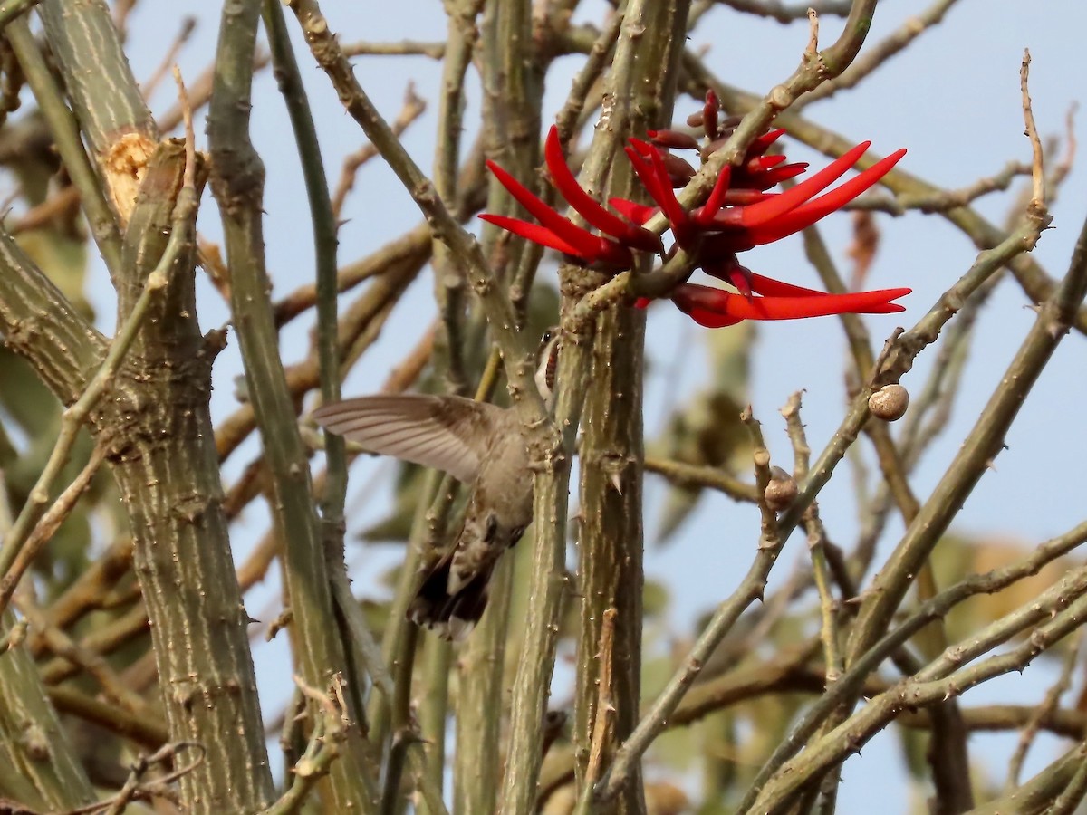 Plain-capped Starthroat - ML632333042
