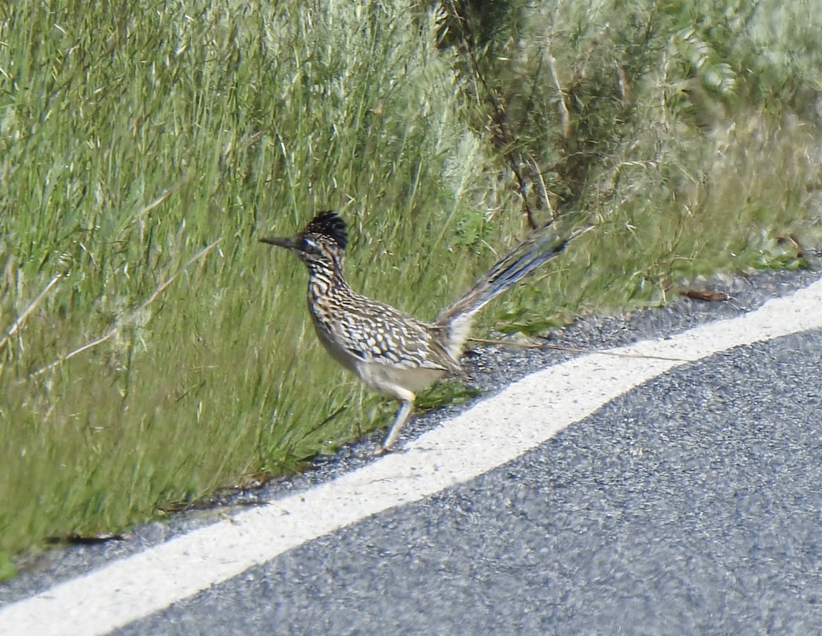 Greater Roadrunner - ML632333044