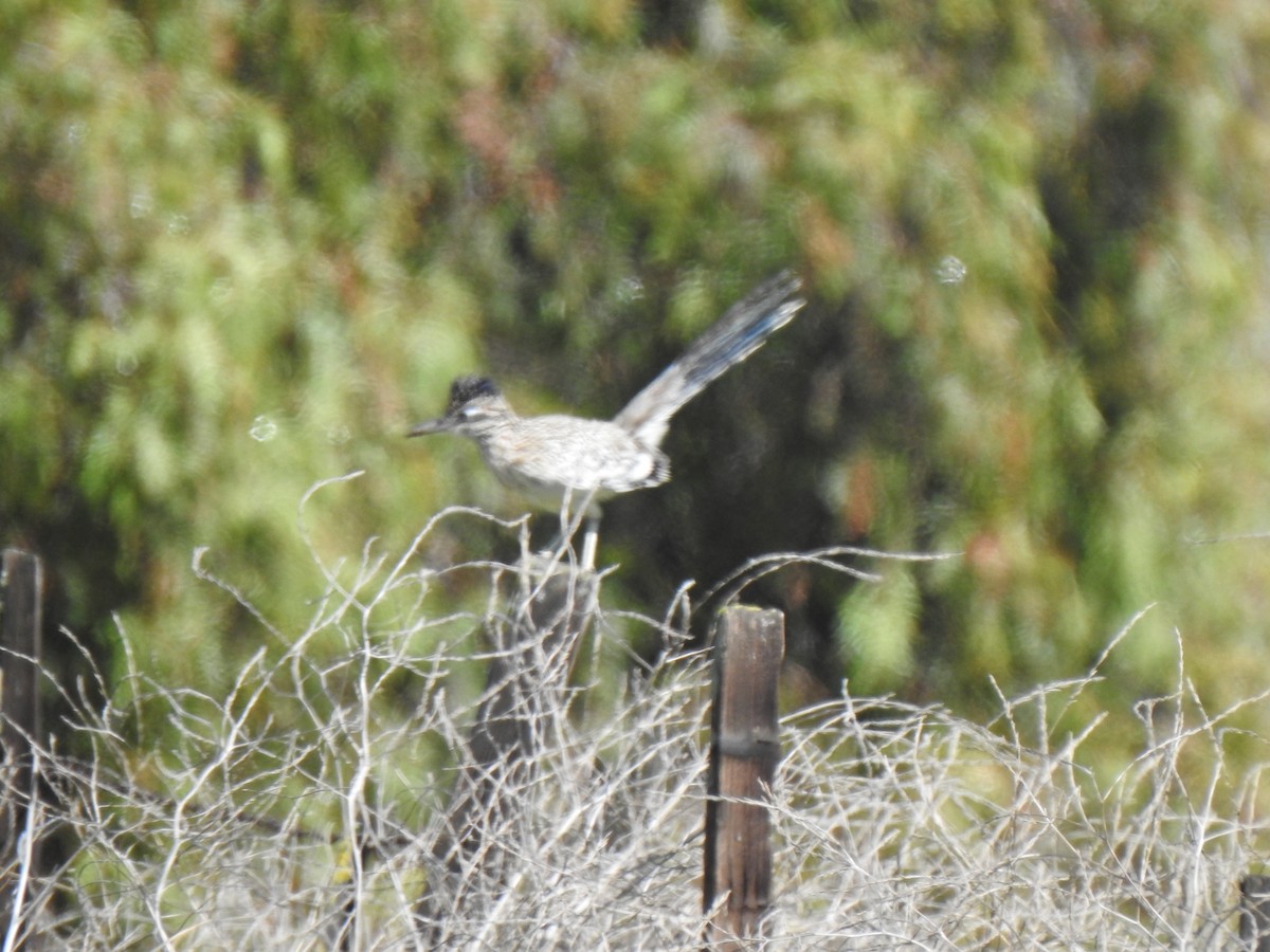 Greater Roadrunner - ML632333045