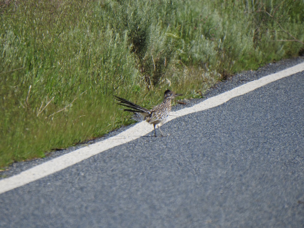 Greater Roadrunner - ML632333046