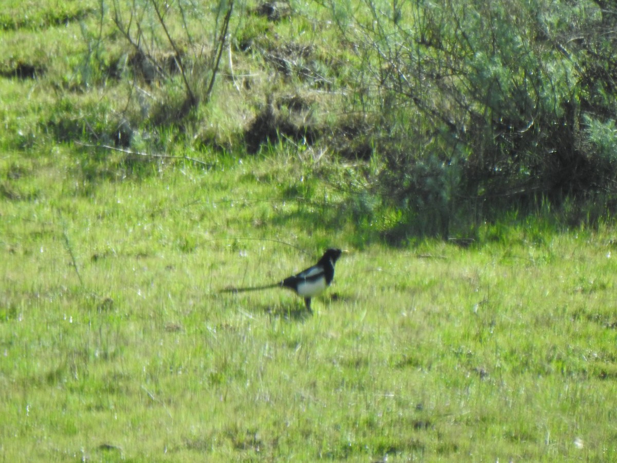 Yellow-billed Magpie - ML632333052