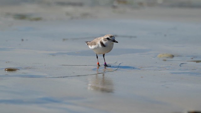 Snowy Plover - ML632333238