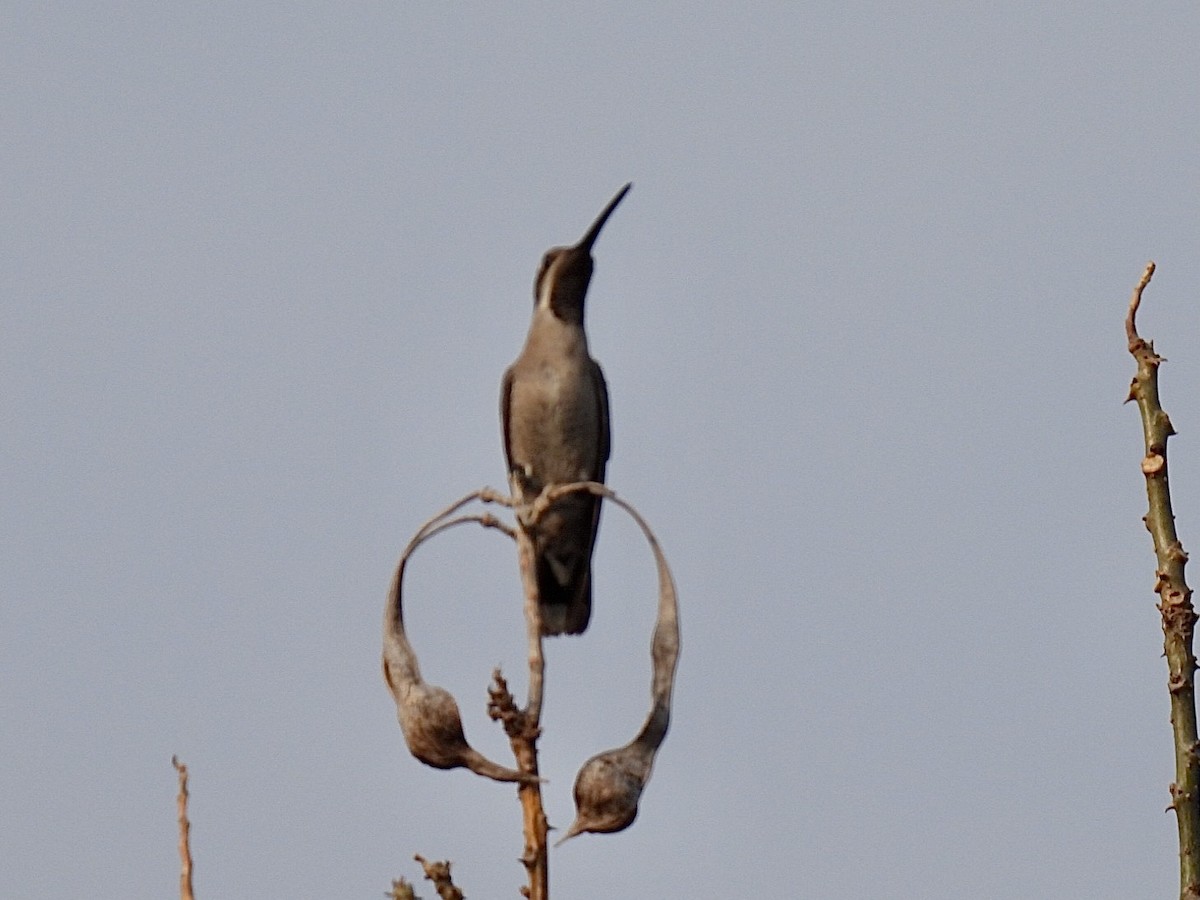 Plain-capped Starthroat - ML632333245