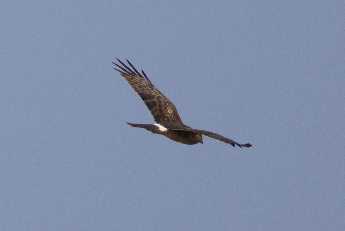 זרון אמריקני - ML632333358