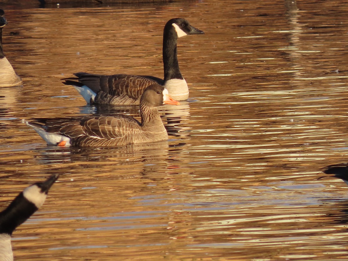 Greater White-fronted Goose - ML632333534