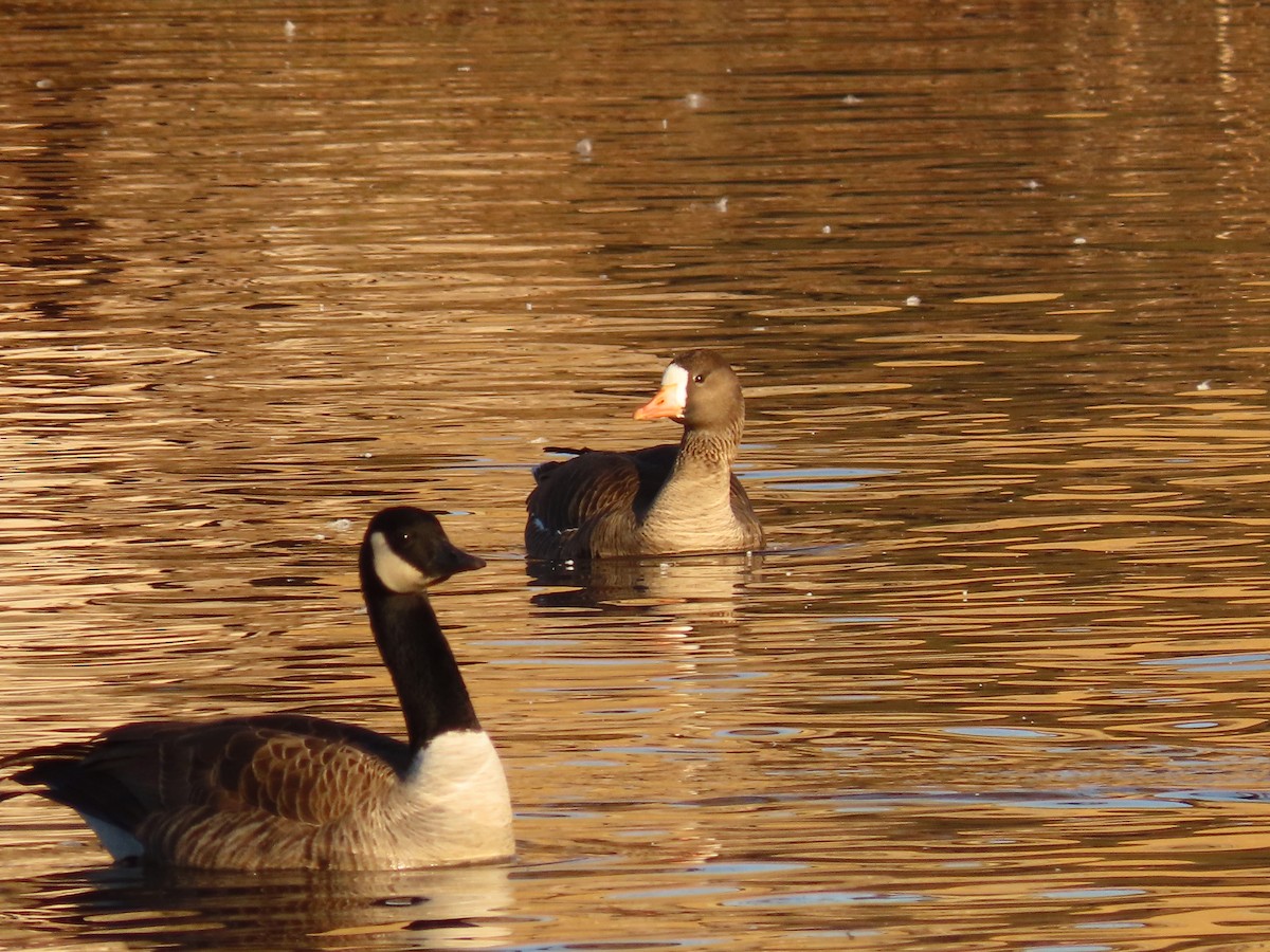 Greater White-fronted Goose - ML632333535