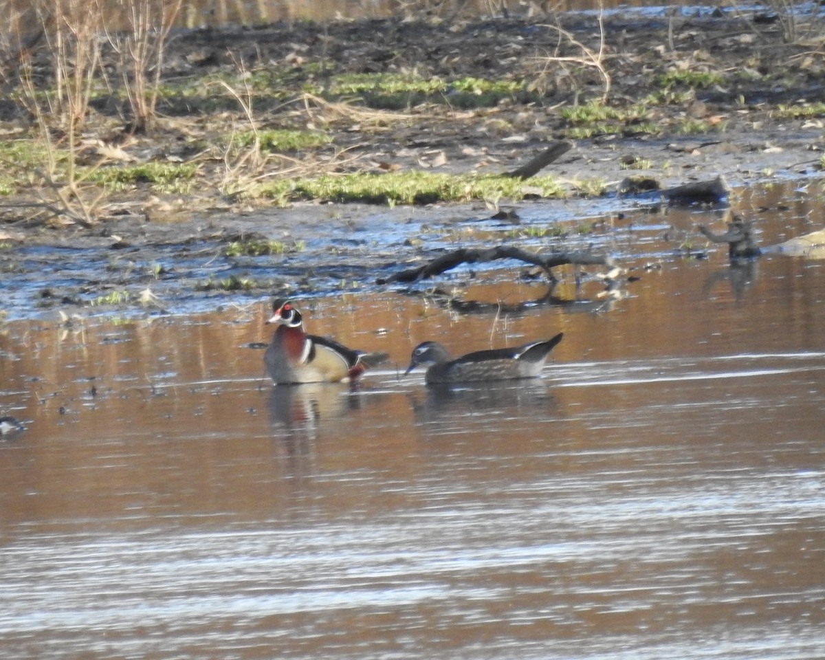 Wood Duck - ML632333548