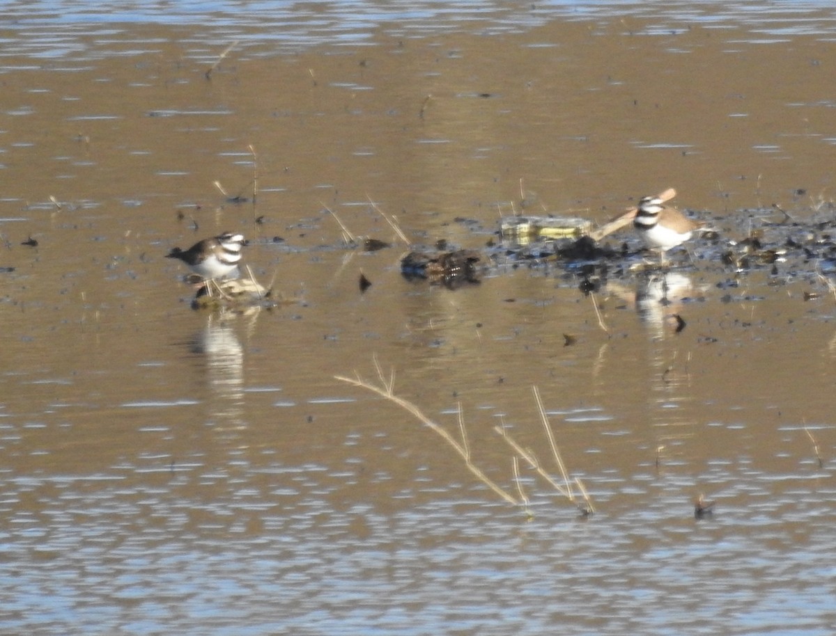 Killdeer - ML632333550
