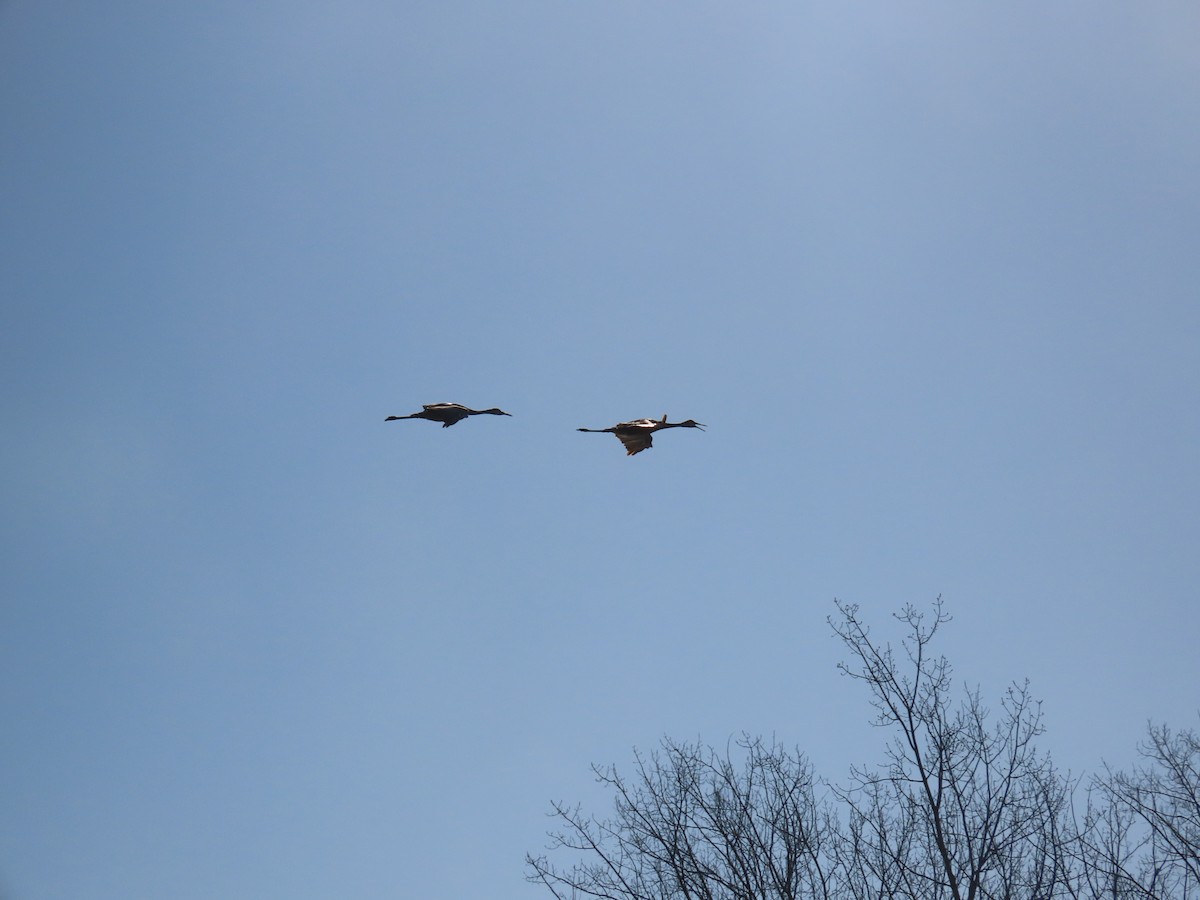 Sandhill Crane - ML632333596