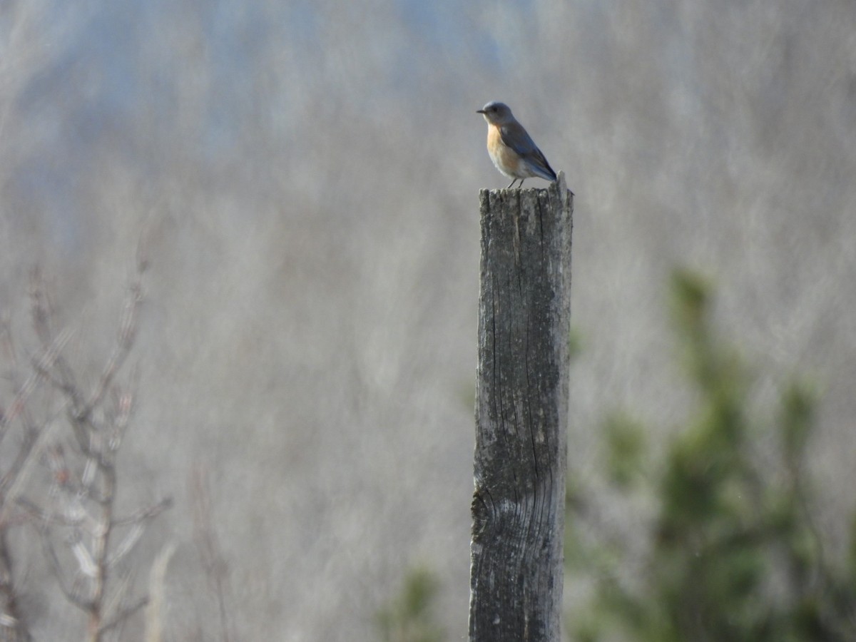 Western Bluebird - ML632333597