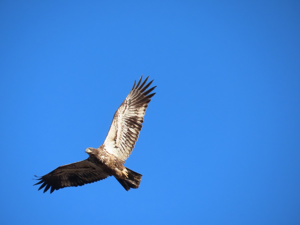 Bald Eagle - ML632333653