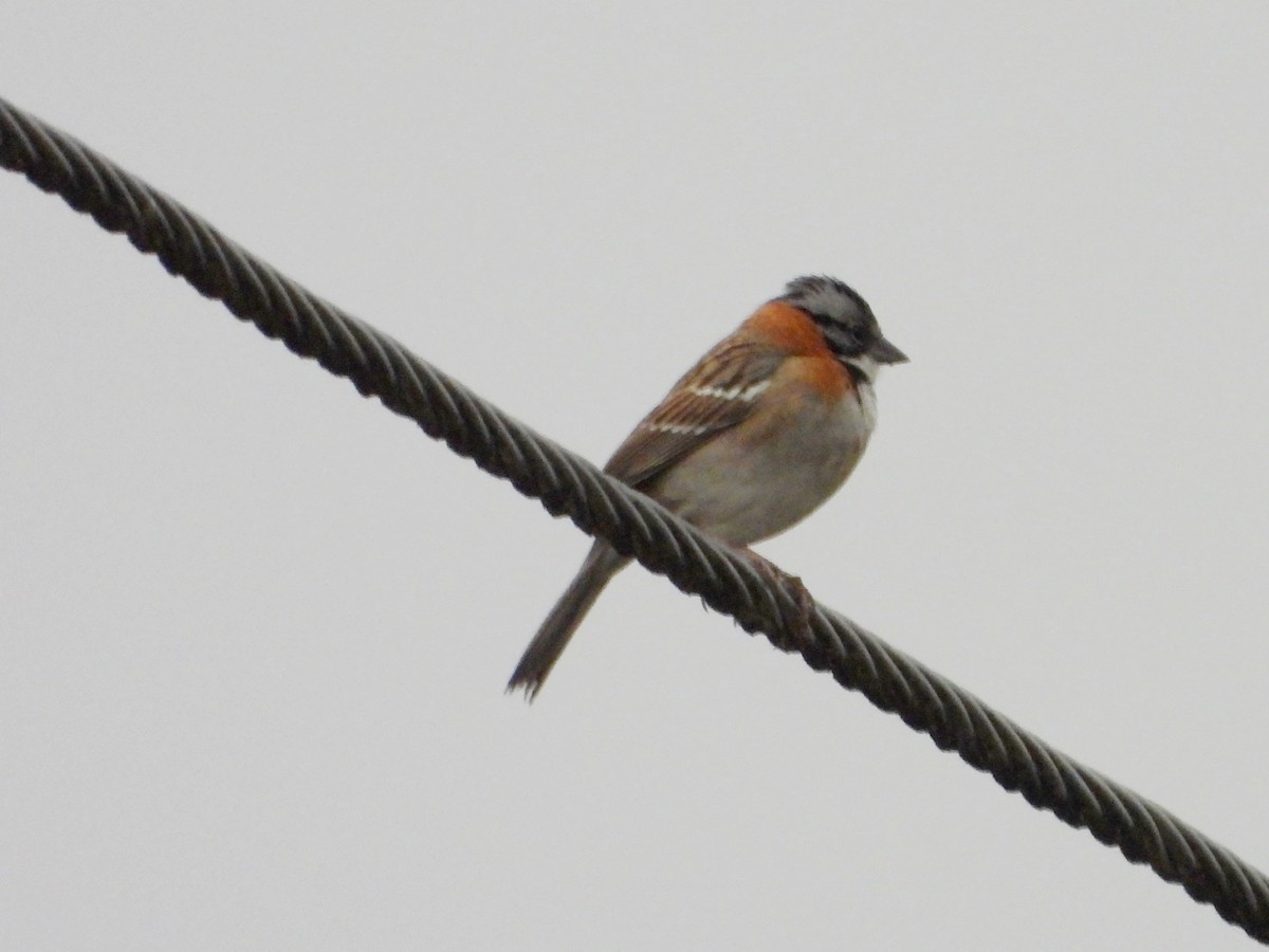 Rufous-collared Sparrow - ML632333660