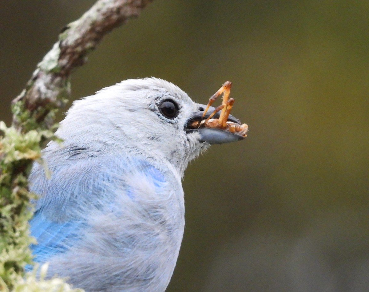 Blue-gray Tanager - ML632333666