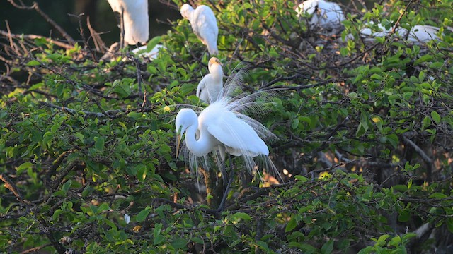 Great Egret - ML632333670