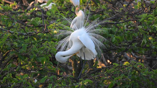 Great Egret - ML632333671