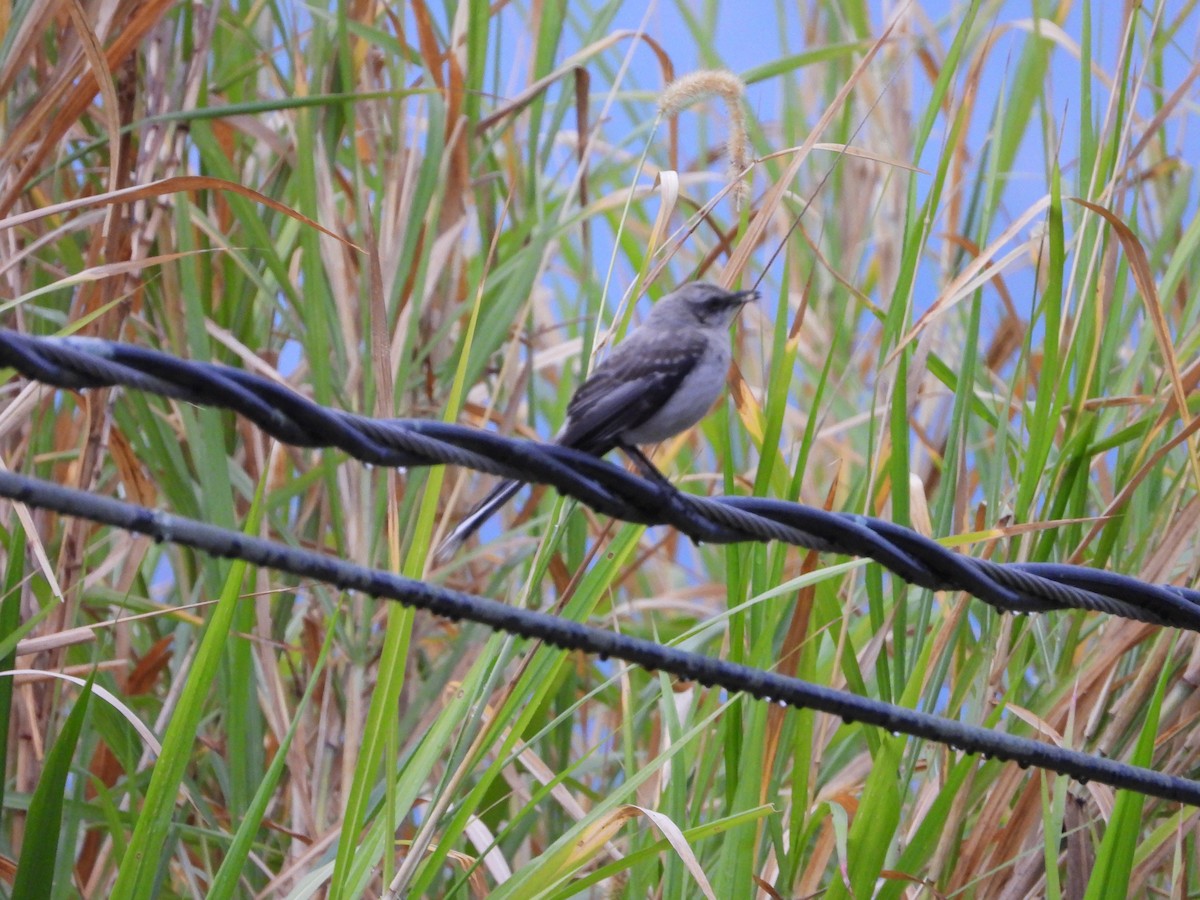 Tropical Mockingbird - ML632333681