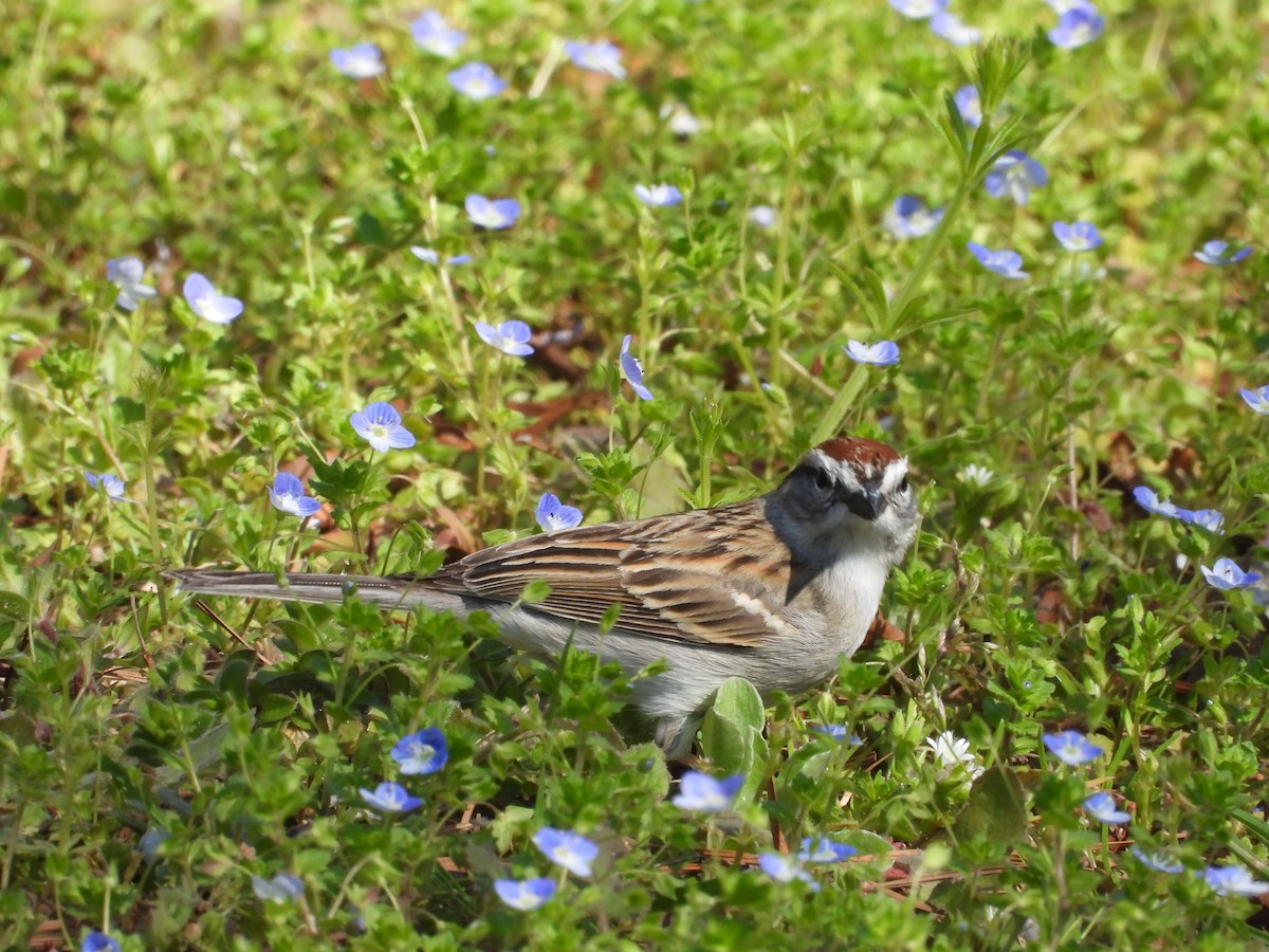 Chipping Sparrow - ML632333700