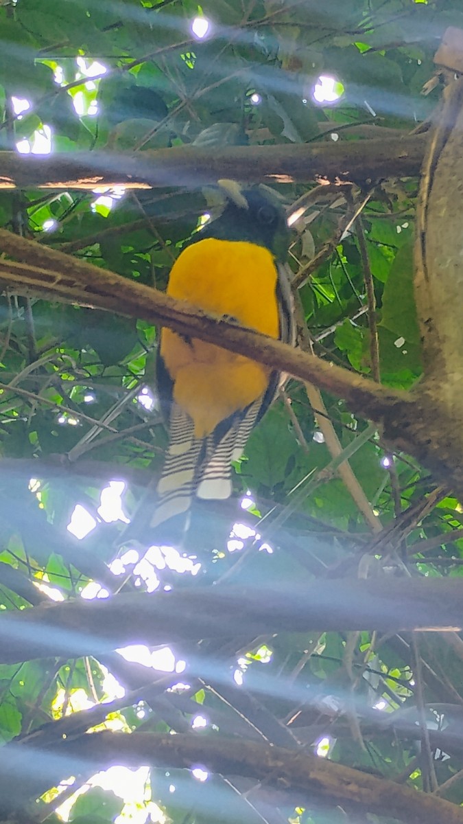 Northern Black-throated Trogon - ML632333704