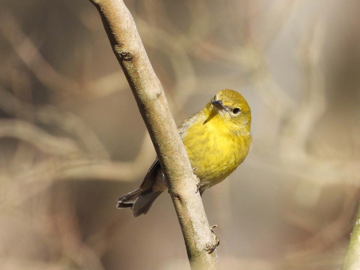 Pine Warbler - ML632333709