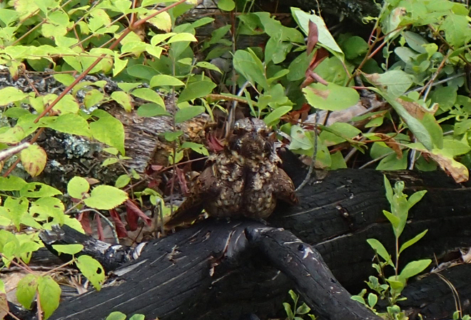 Eastern Whip-poor-will - ML63233371