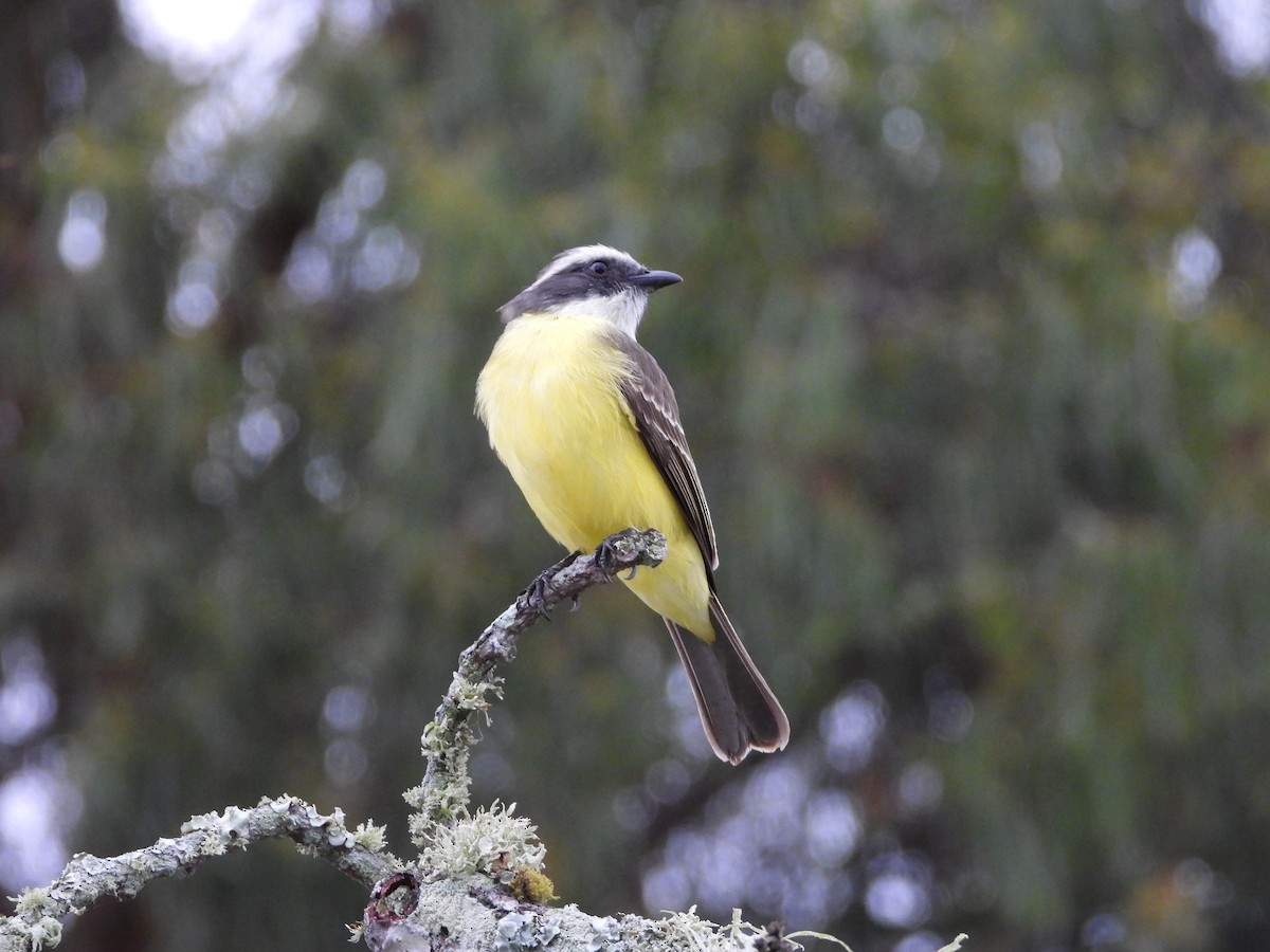 Social Flycatcher - ML632333710