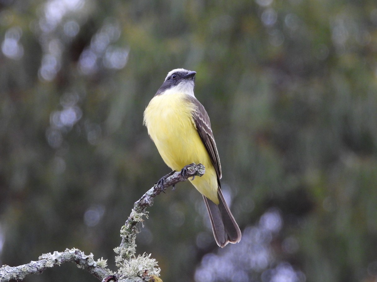 Social Flycatcher - ML632333711