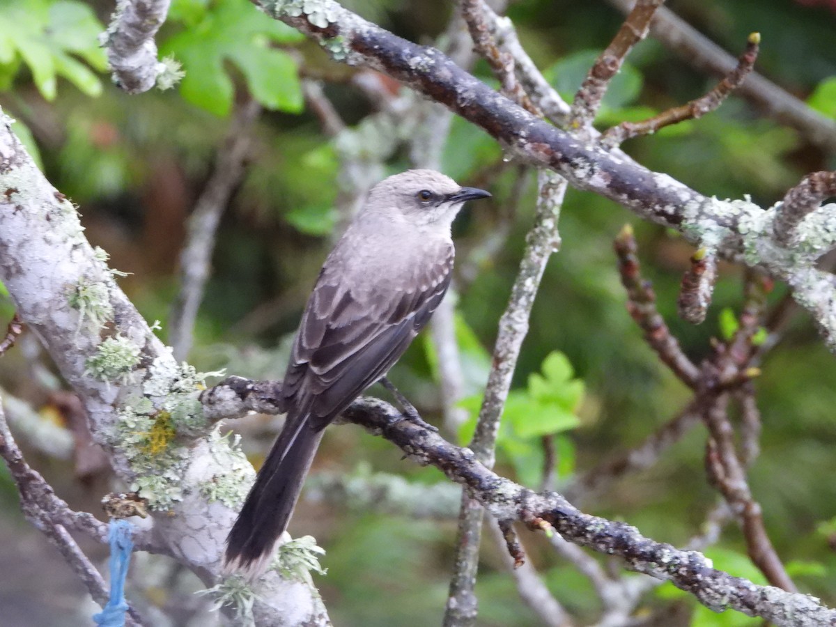 Tropical Mockingbird - ML632333720