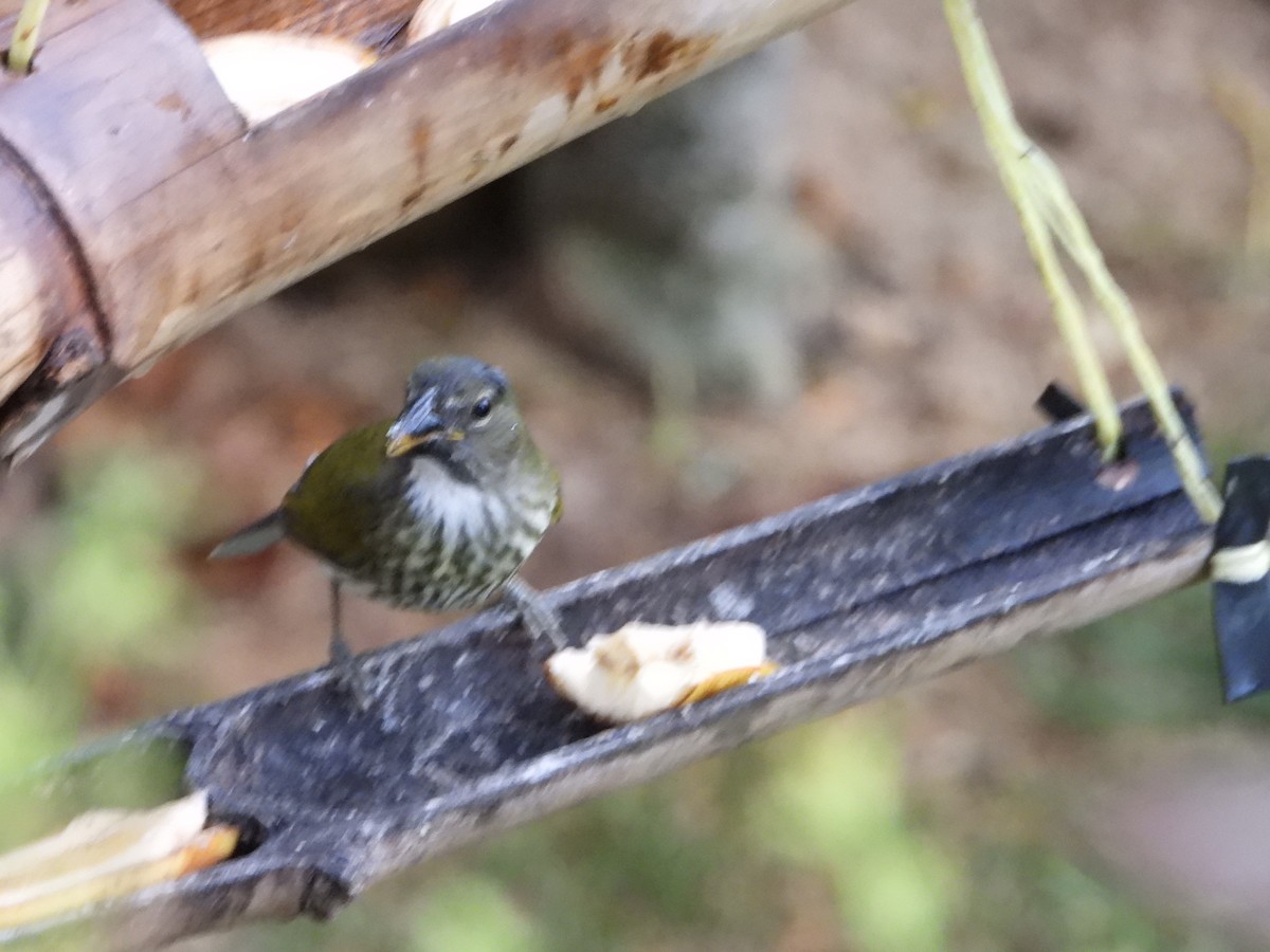 Streaked Saltator - ML632333733