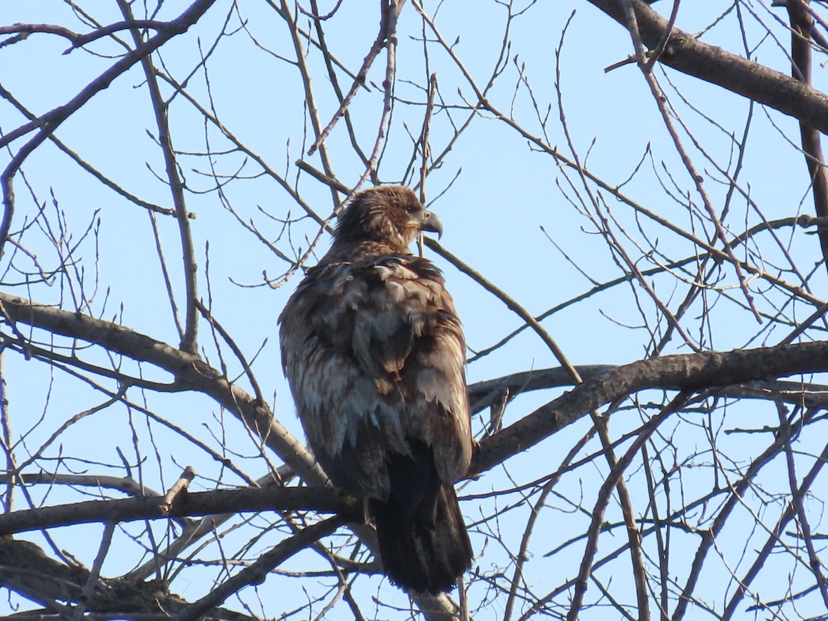 Bald Eagle - ML632333734