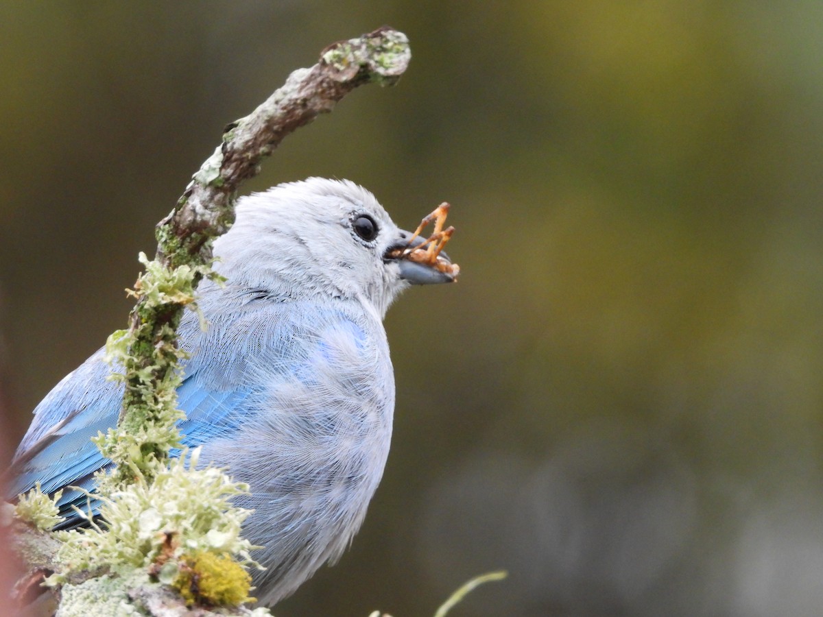 Blue-gray Tanager - ML632333737