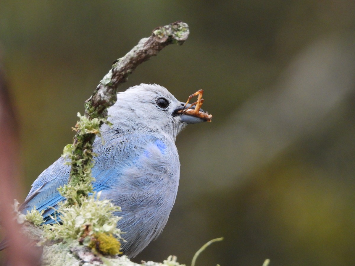 Blue-gray Tanager - ML632333739