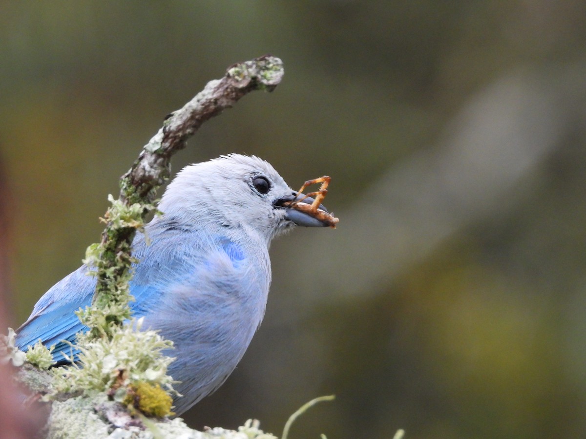 Blue-gray Tanager - ML632333740